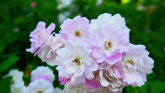 春天蔷薇花野蔷薇花朵花海自然风景视频