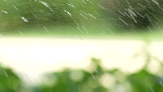 雨水滋润绿植视频