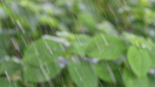 雨水滋润绿植视频