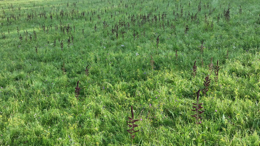 大兴安岭野花野草野生中草药材视频