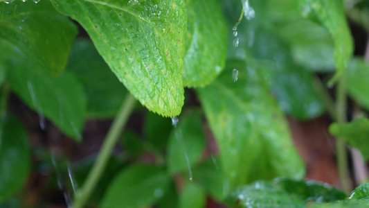 雨水滋润绿植视频