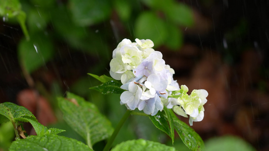 绣球花实拍视频