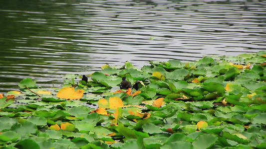 红冠黑水鸡妈妈和它的黑水鸡宝宝在湖水中觅食的场景视频