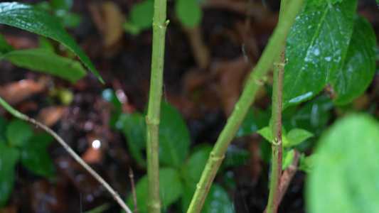 雨水滋润绿植视频