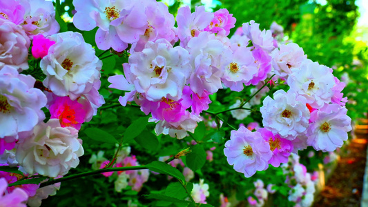 春天蔷薇花野蔷薇花朵花海自然风景视频