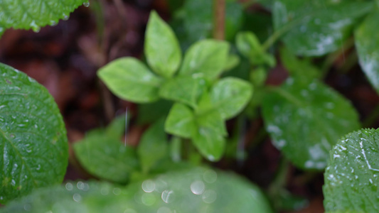 雨中的绿叶视频