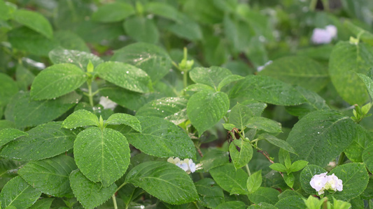 雨水滋润植物视频