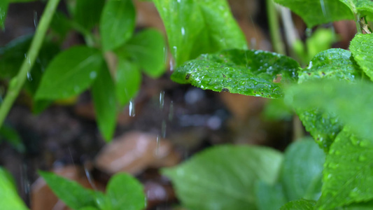 雨水滋润植物视频