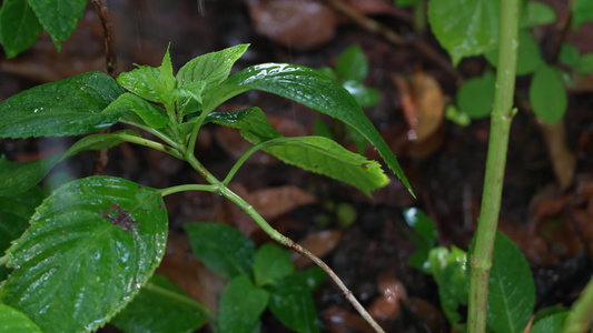 雨水滋润植物视频