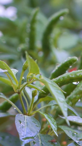 慢镜头雨露中的新鲜小辣椒朝天海椒视频