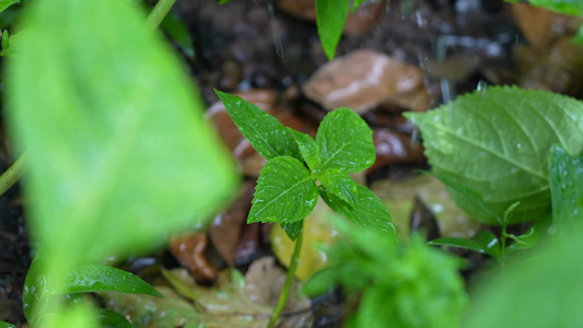 雨水滋润植物视频