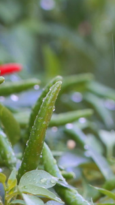 慢镜头雨露中的新鲜小辣椒朝天海椒视频