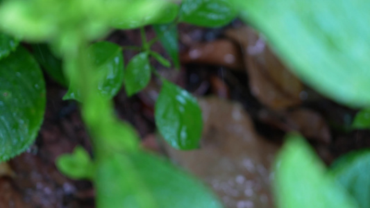 雨水滋润植物视频