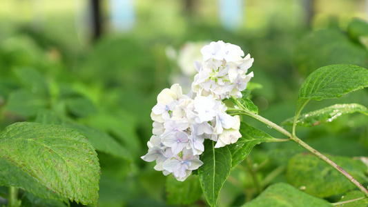 雨中的绣球花视频