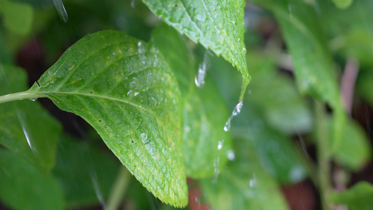 雨水滋润植物视频