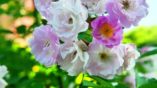 春天蔷薇花野蔷薇花朵花海自然风景视频