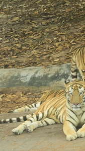 老虎大型野生动物视频