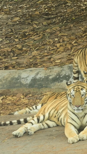 老虎大型野生动物12秒视频
