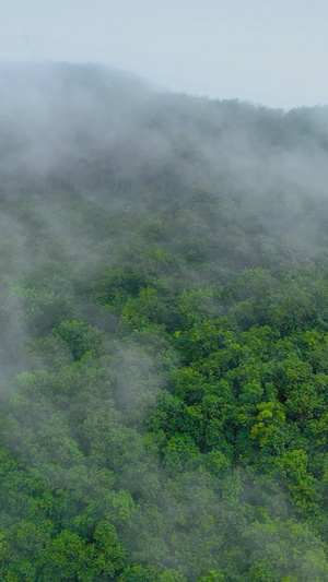 春天晨雾缭绕森林自然美26秒视频