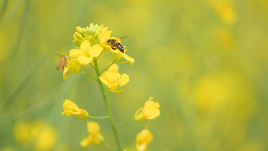 4K春天的油菜花视频