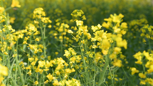 4K春天的油菜花视频