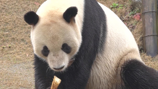 可爱生活憨态可掬熊猫吃竹子日常生活视频