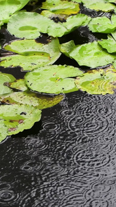 雨天池塘中的睡莲深圳洪湖公园视频