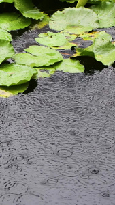 雨天池塘中的睡莲下雨天视频