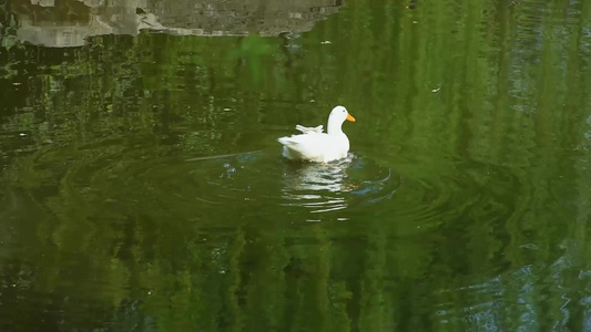 鸭子在湖面游泳视频