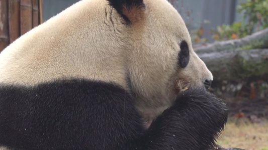 可爱生活憨态可掬熊猫吃竹子日常生活视频