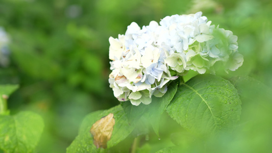 绣球花实拍视频