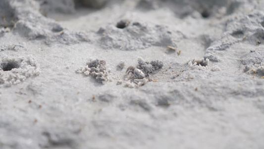 湿地滩涂小螃蟹视频