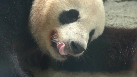 可爱生活憨态可掬熊猫吃竹子日常生活视频