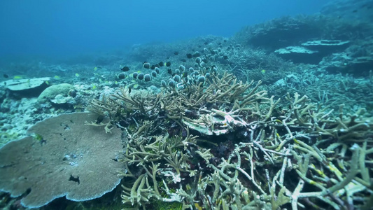 海洋生物鱼群珊瑚合集视频