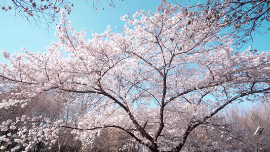 日本樱花视频