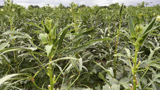 种植秋葵4K实拍视频视频