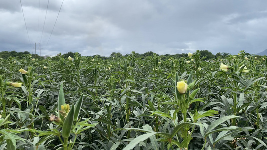 种植秋葵4K实拍视频视频