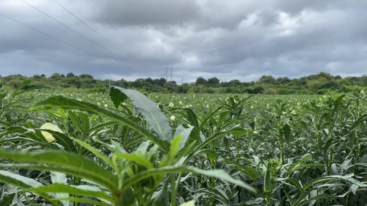 种植秋葵4K实拍视频视频