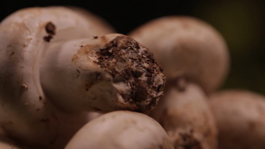 口蘑蘑菇白蘑菇鲜蘑视频