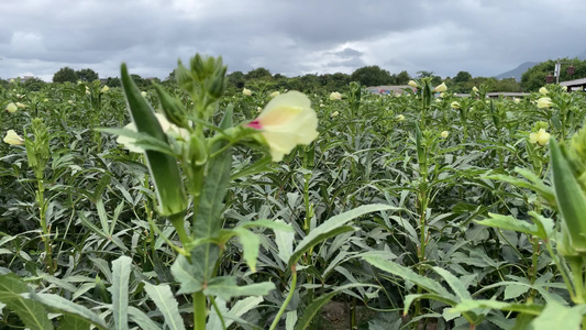 种植秋葵4K实拍视频视频