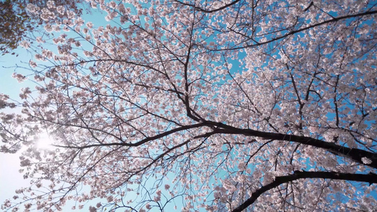 日本樱花[韩日]视频