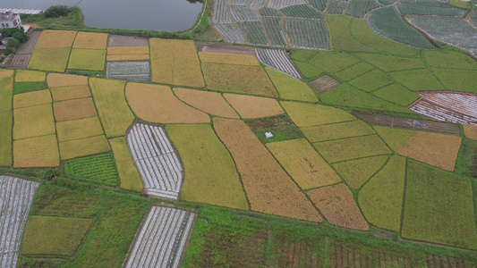 稻田水稻种植航拍视频