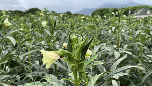 种植秋葵4K实拍视频视频