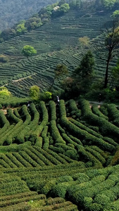 杭州十里琅珰茶园南方茶园村庄生态茶视频