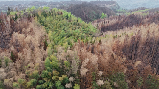 4k航拍竹林森林视频