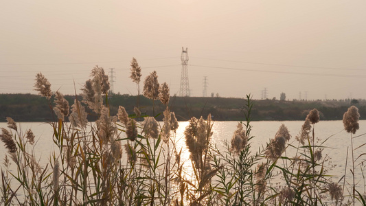 4K实拍唯美夕阳下写意芦苇植物治愈视频空镜视频