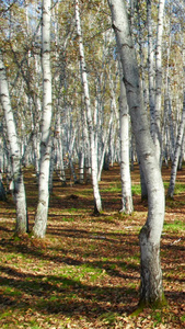 内蒙古白桦林森林公园视频