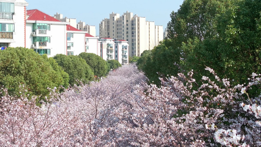 樱花盛开视频