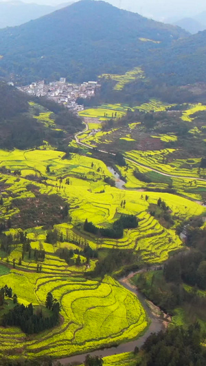 航拍云南曲靖油菜花观赏地螺丝梯田视频云南旅游106秒视频