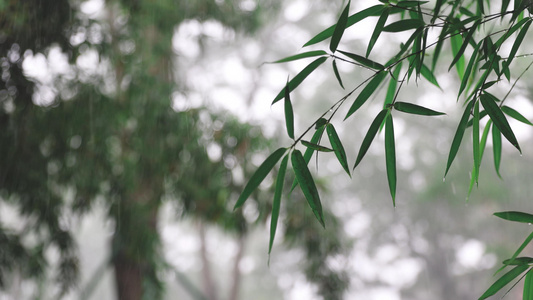 夏日雨季下雨暴雨实拍视频